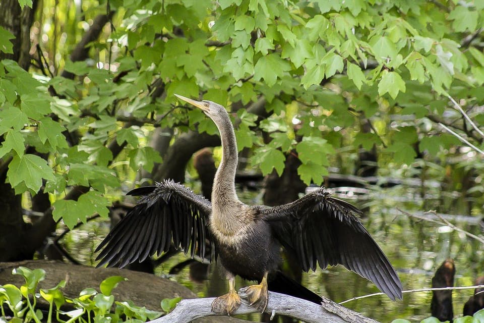 Bayou Swamp Tour and Oak Alley Plantation Tour Gallery Image 2