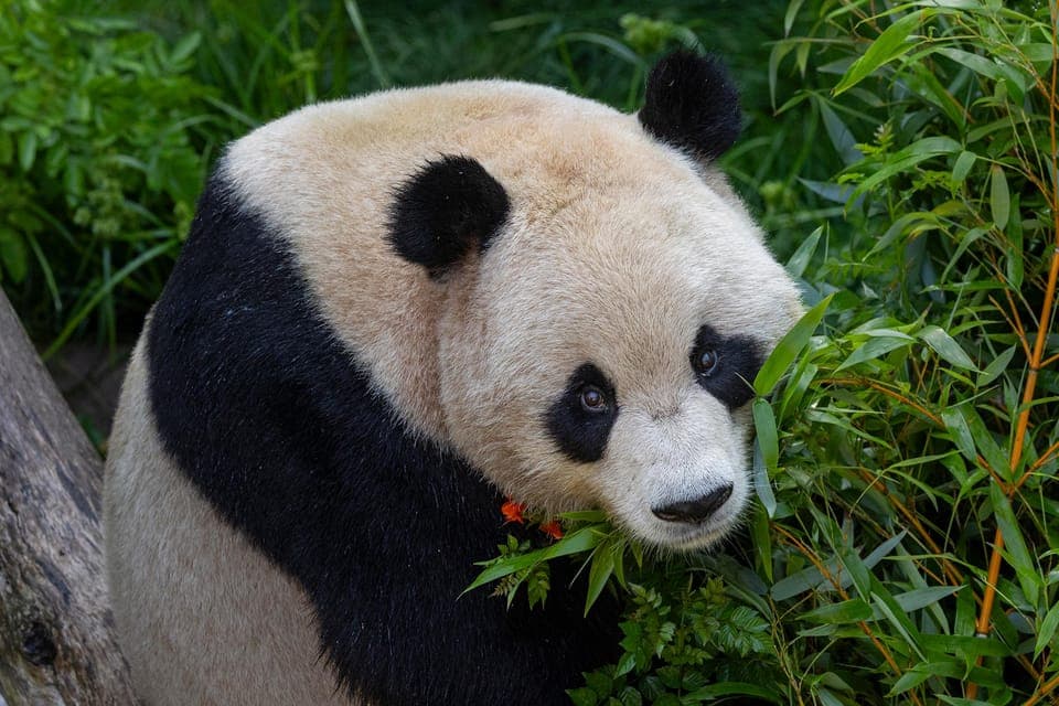 San Diego Zoo and Safari Park 2-Day Entry Ticket Gallery Image 3