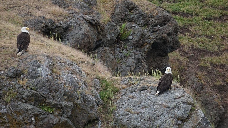 Anacortes: Whale and Orca Boat Tour near Seattle Gallery Image 3