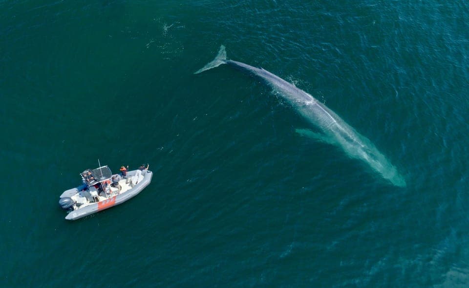 Whale and Dolphin Watching Speedboat Tour Gallery Image 1