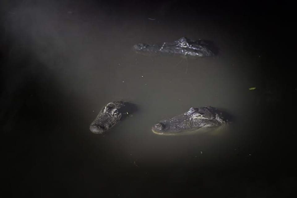 Gatorland Flashlight Tour at Night Gallery Image 2