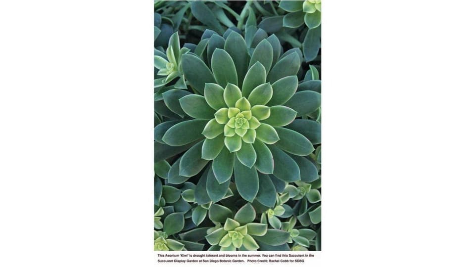 San Diego Botanical Garden Entry Ticket and Transportation Gallery Image 4