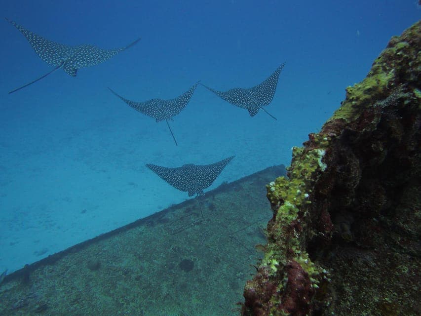 Cancun: Shipwreck & Reef for Certified Divers Gallery Image 2