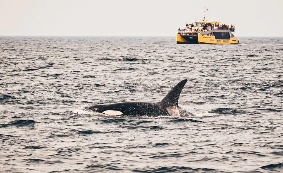 8. Covered Whale Watching Adventure with Free Photos - Image 8