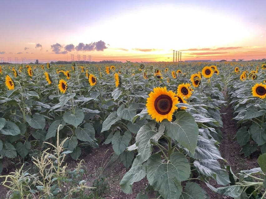 Miami's Ultimate Buggy Adventure on a Honda Talon UTV Gallery Image 3