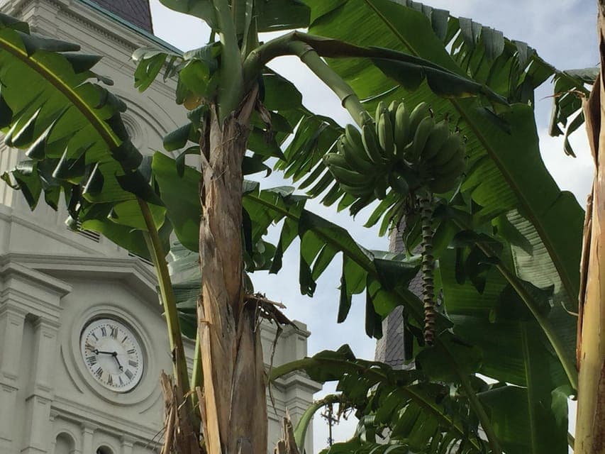 45 Minutes in Jackson Square Gallery Image 3