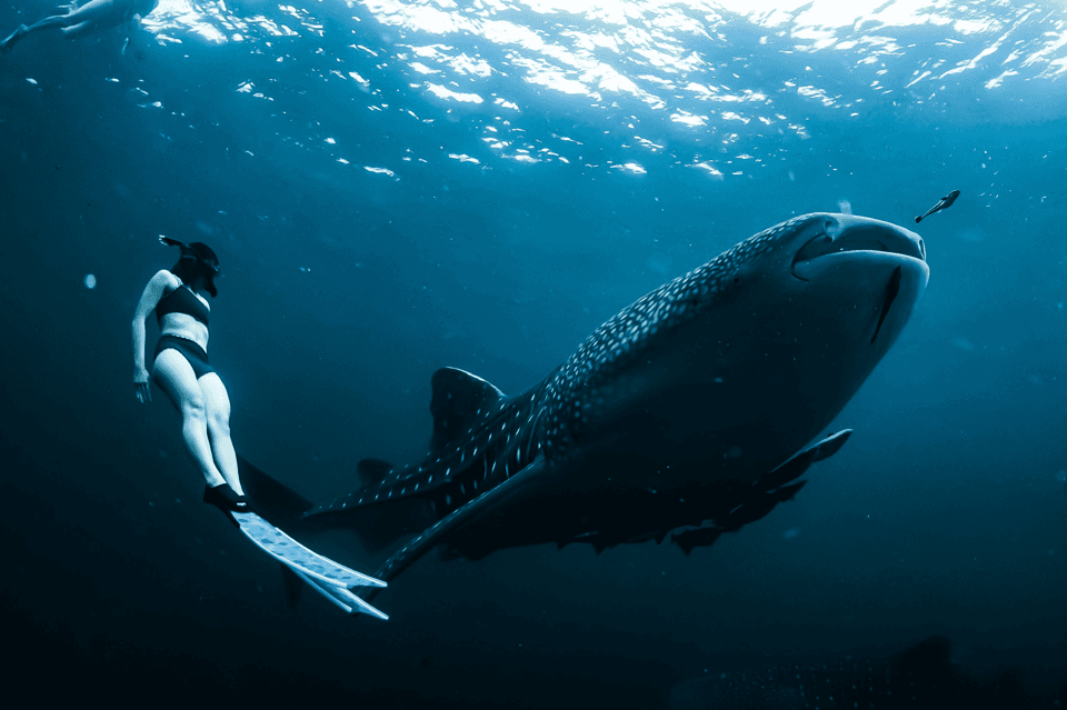 New Whale Shark Encounter Experience in Cancun !! Gallery Image 3