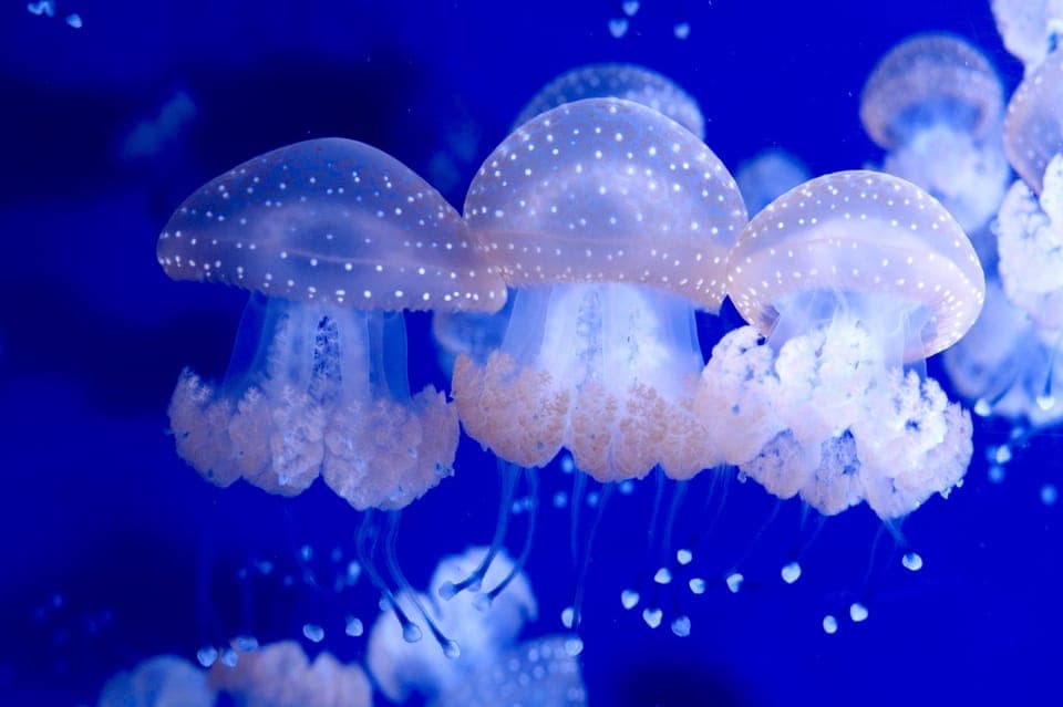 The Florida Aquarium Ticket Gallery Image 2