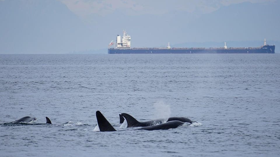 Orcas Island: Whale and Orca Guided Speedboat Tour Gallery Image 3