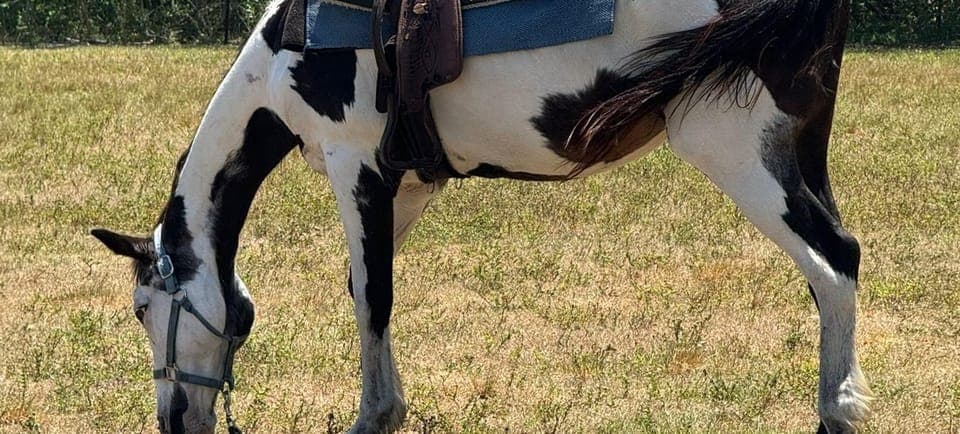 Harmony Horse Riding of Miami Gallery Image 3