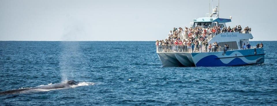 San Pedro: West Harbor LA Dolphin & Whale Watching Cruise Gallery Image 4