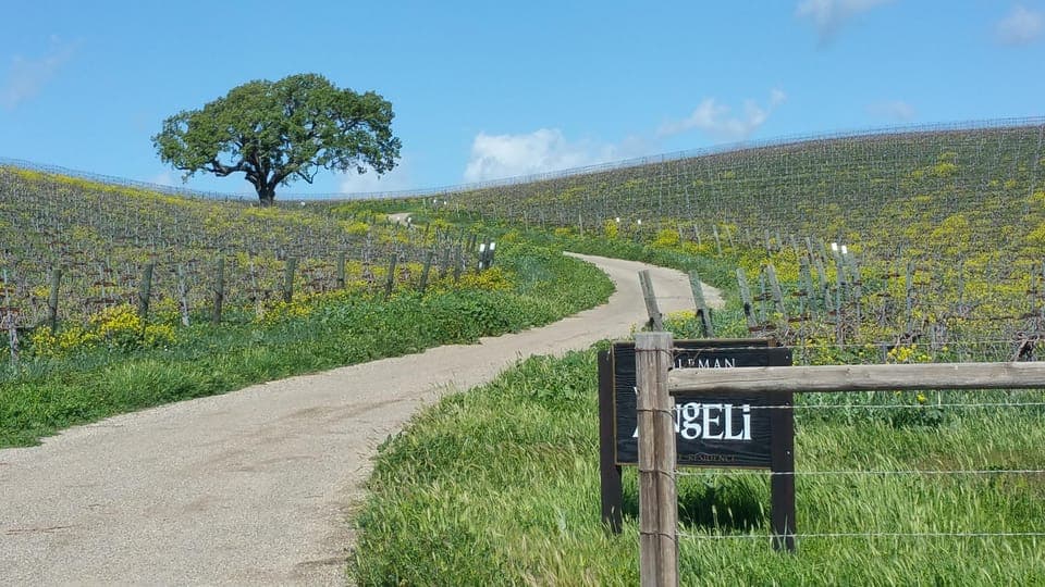 E-bike wine tour w/ transport, tasting, lunch Gallery Image 4