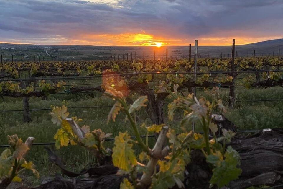 From Seattle - Wine Tasting, Vineyards in Eastern WA - Image 6