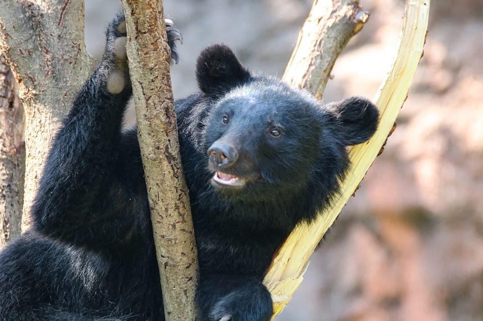 Stoneham, Massachusetts: Stone Zoo Entry Ticket Gallery Image 4
