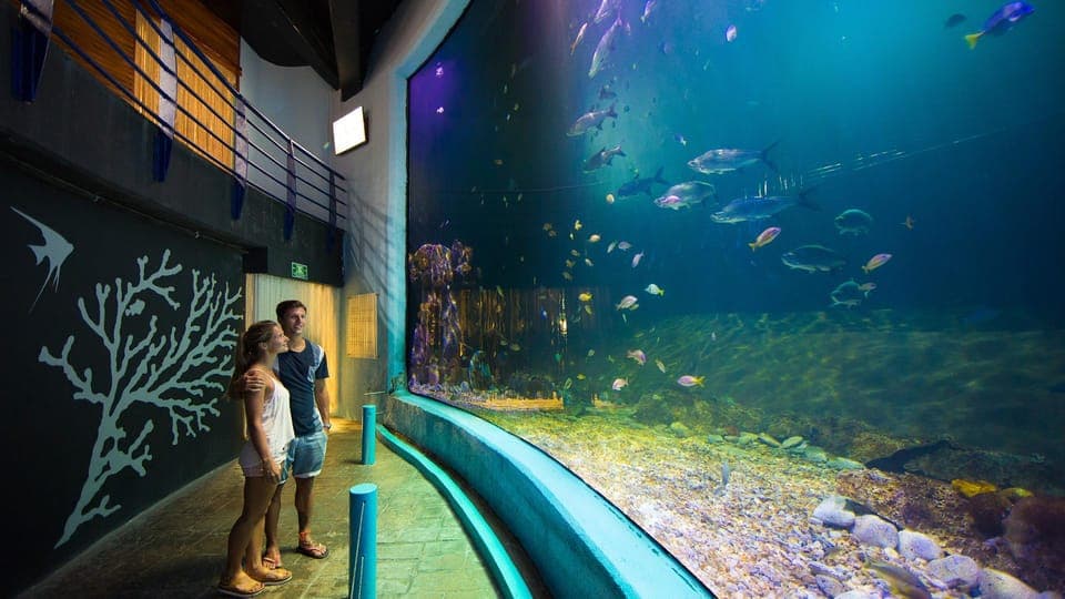 Cancún Interactive Aquarium Admission + Dolphin Presentation Gallery Image 2