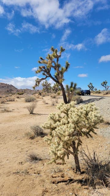 Private tour to Joshua Tree National park from Los Angeles Gallery Image 3
