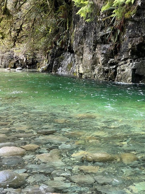 Rainforest Waterfall Hike and Suspension Bridge Gallery Image 4