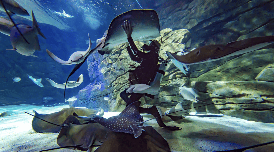 Ripley's Aquarium: Sharks After Dark Entry (After 5PM) Gallery Image 4