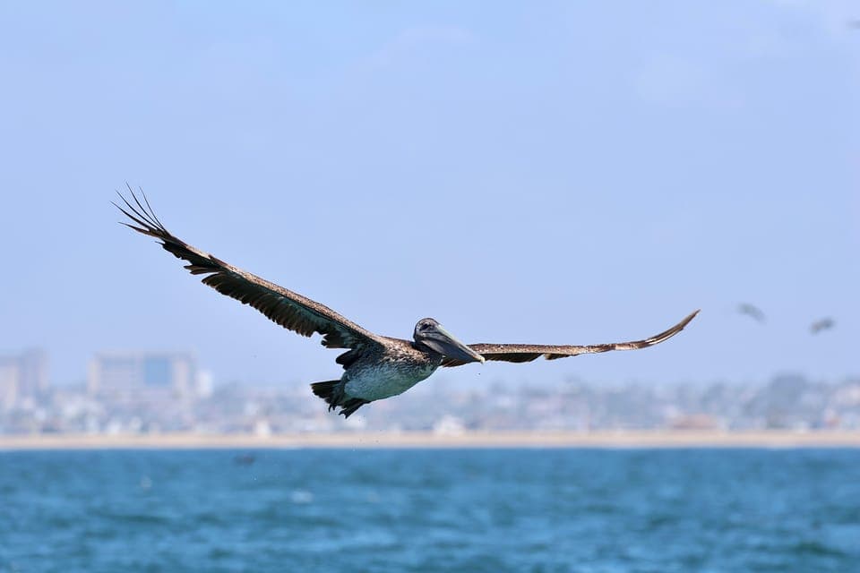 Newport Beach: 2-Hour Whale Watching Tour Gallery Image 4