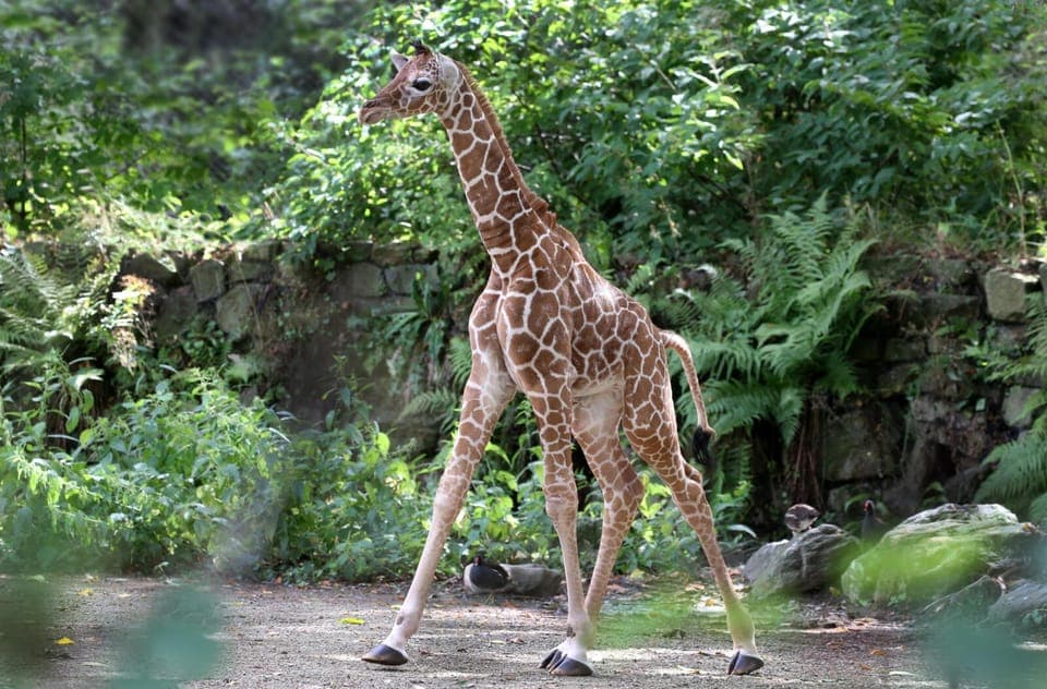 ARTIS: Historical Zoo directly on the old canal Gallery Image 3