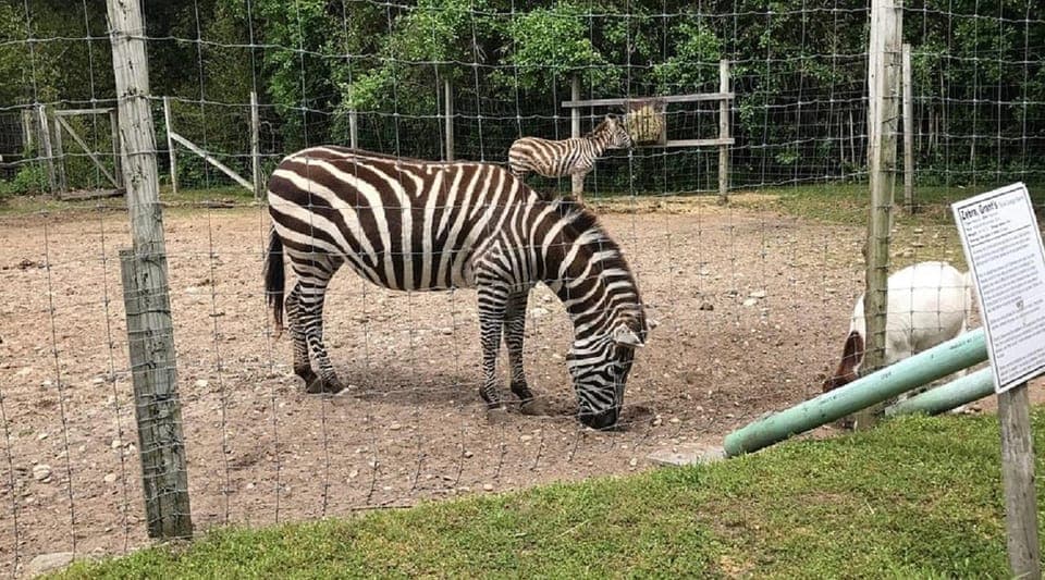 Long Island Farm & Vanderbilt Planetarium Tour|Kids 50% Off Gallery Image 1