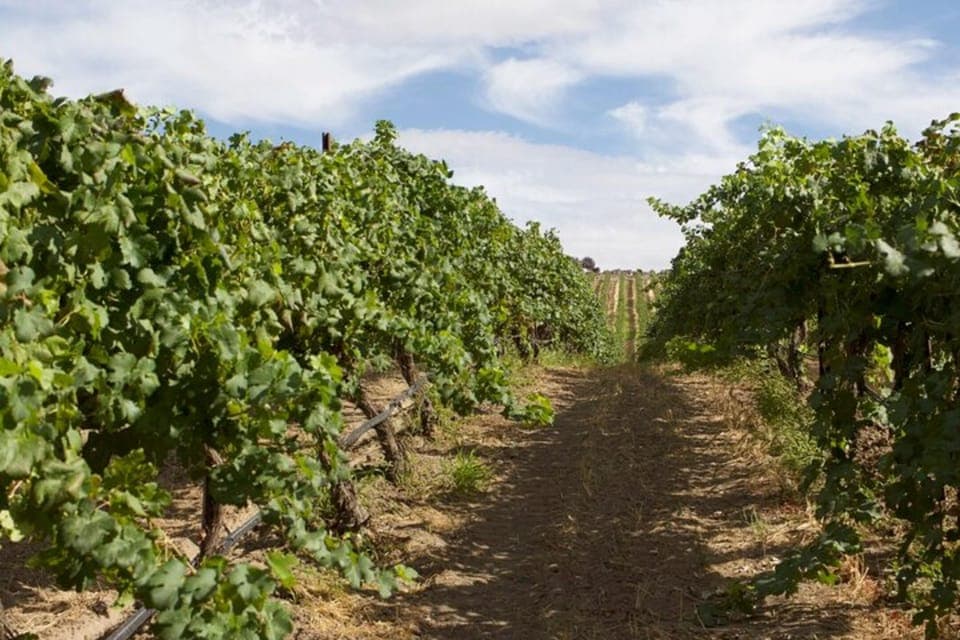 From Seattle - Wine Tasting, Vineyards in Eastern WA Gallery Image 3