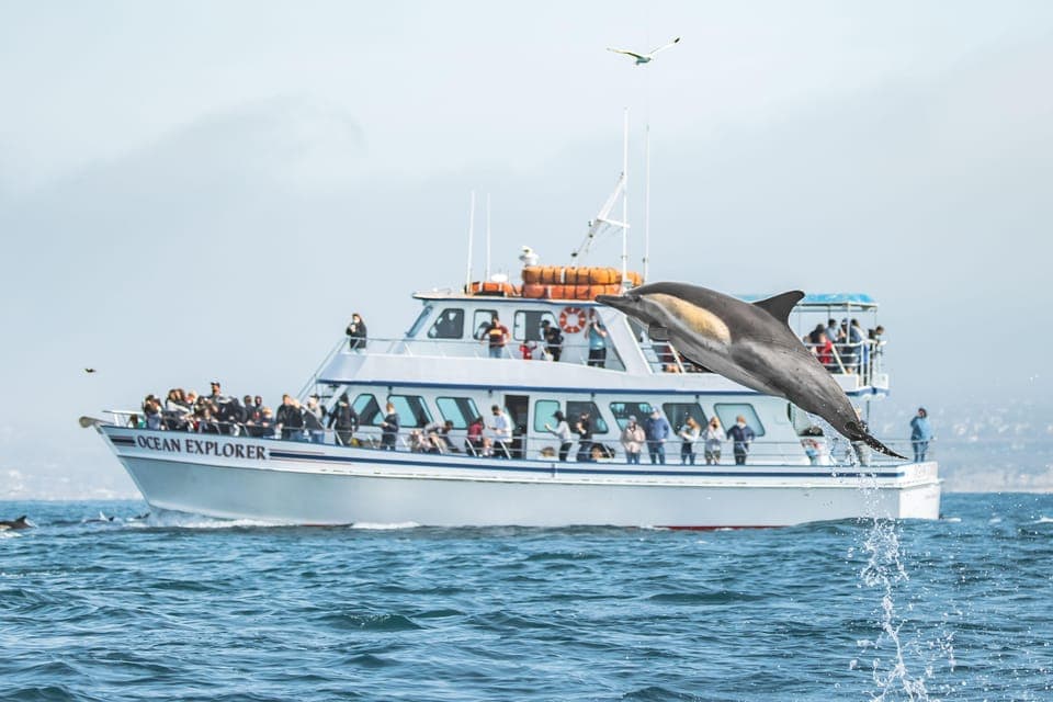 Newport Beach: 2-Hour Whale Watching Tour Gallery Image 1