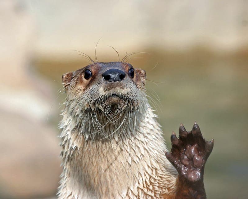 Stoneham, Massachusetts: Stone Zoo Entry Ticket Gallery Image 2