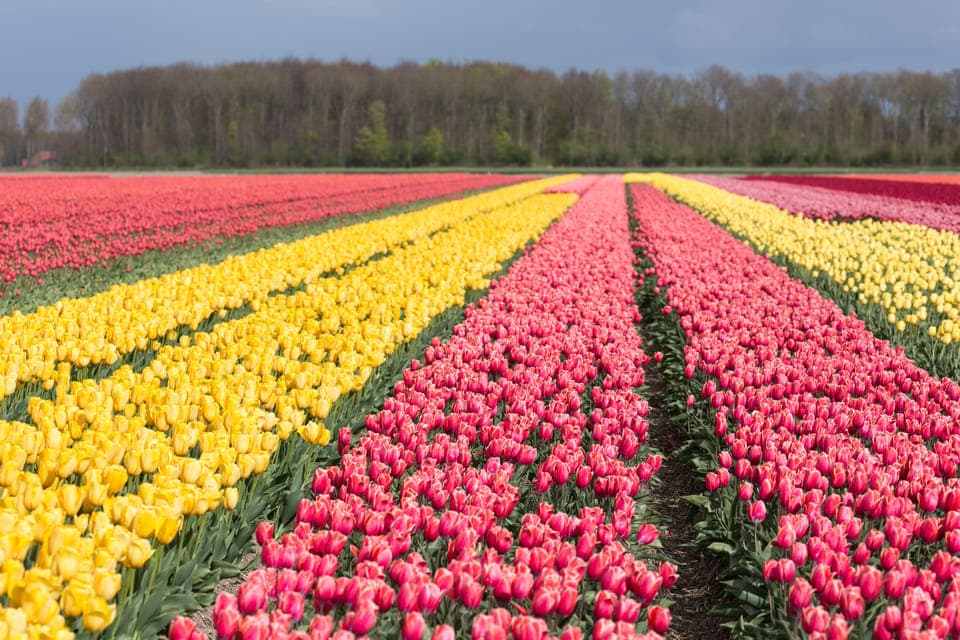 take the famous Tulip route tour Gallery Image 4