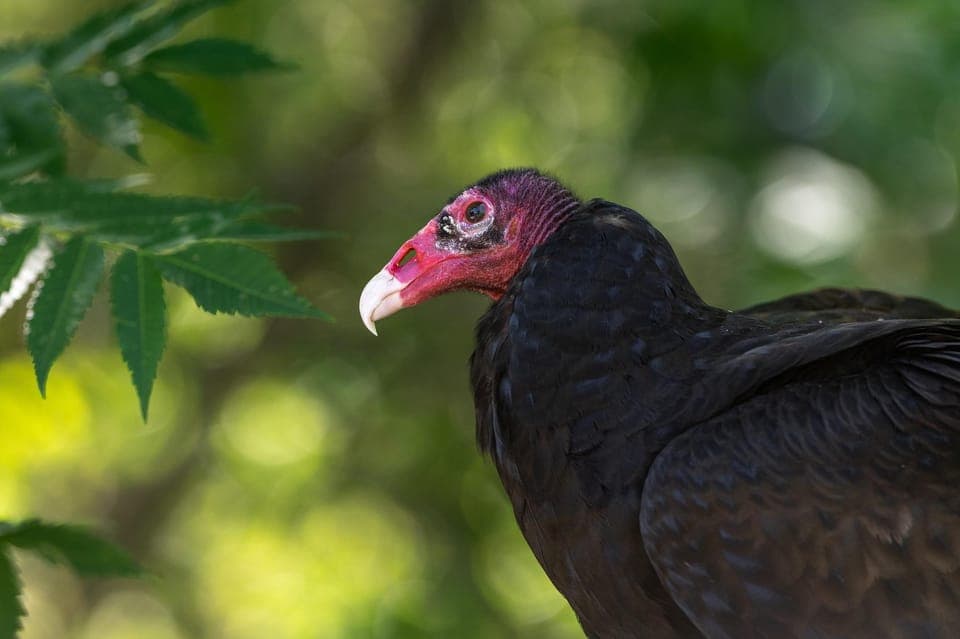 Ecomuseum Zoo Entry Ticket Gallery Image 3