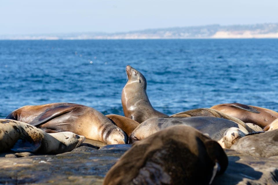 17. LA-San Francisco : 2-Day Tour with Train Ride and Highway 1 - Image 17