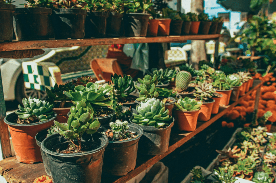 Mezcal Tasting and Market Tour with Lunch Gallery Image 2