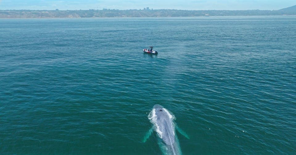 Whale and Dolphin Watching Speedboat Tour Gallery Image 4