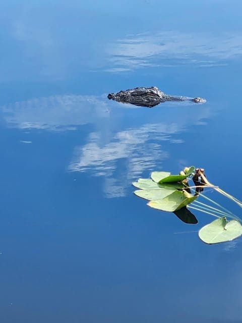 Everglades Airboat Tour with Luxury Transportation Gallery Image 2