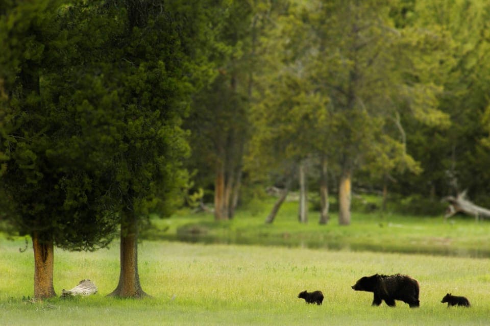 Salt Lake City: 5-Day Guided Round Trip to Yellowstone Gallery Image 2