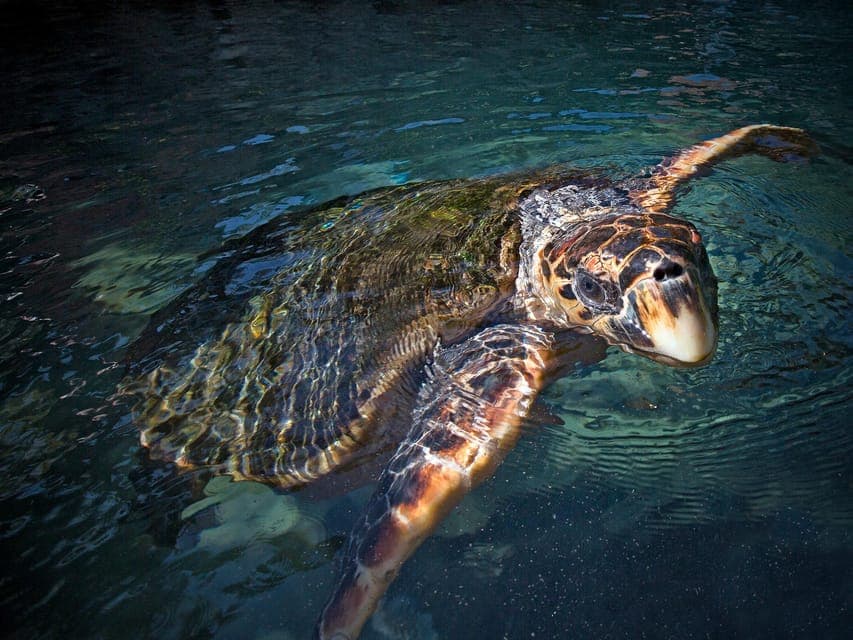 Xcaret Plus Ticket Gallery Image 3