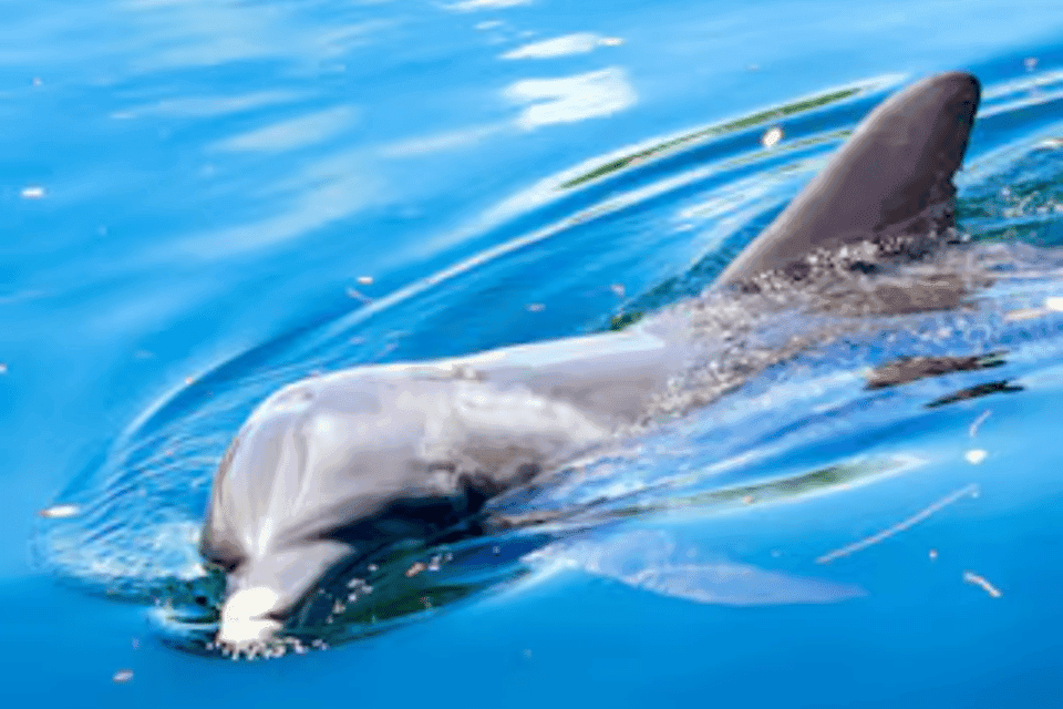 Dolphin Clear Kayak or Paddle Board Adventure Gallery Image 1