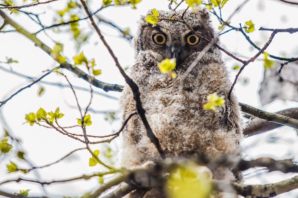 Birding Basics and Beyond Gallery Image 4