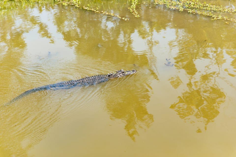 Bayou Tour in Jean Lafitte National Park Gallery Image 3