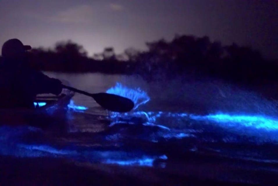 Eastsound: Orcas Island Bioluminescent Kayak Tour Gallery Image 2
