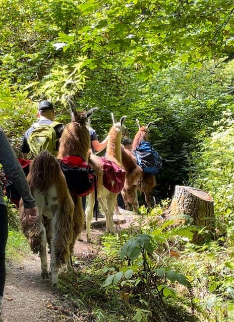 3. Roy, Washington: Llama Hike and Alpaca Encounter - Image 3