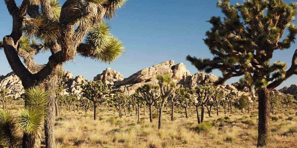 Private tour to Joshua Tree National park from Los Angeles Gallery Image 2
