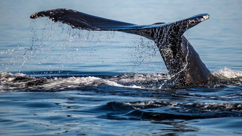 Tadoussac/Charlevoix: 3-Hour Whale Watching Boat Tour Gallery Image 1