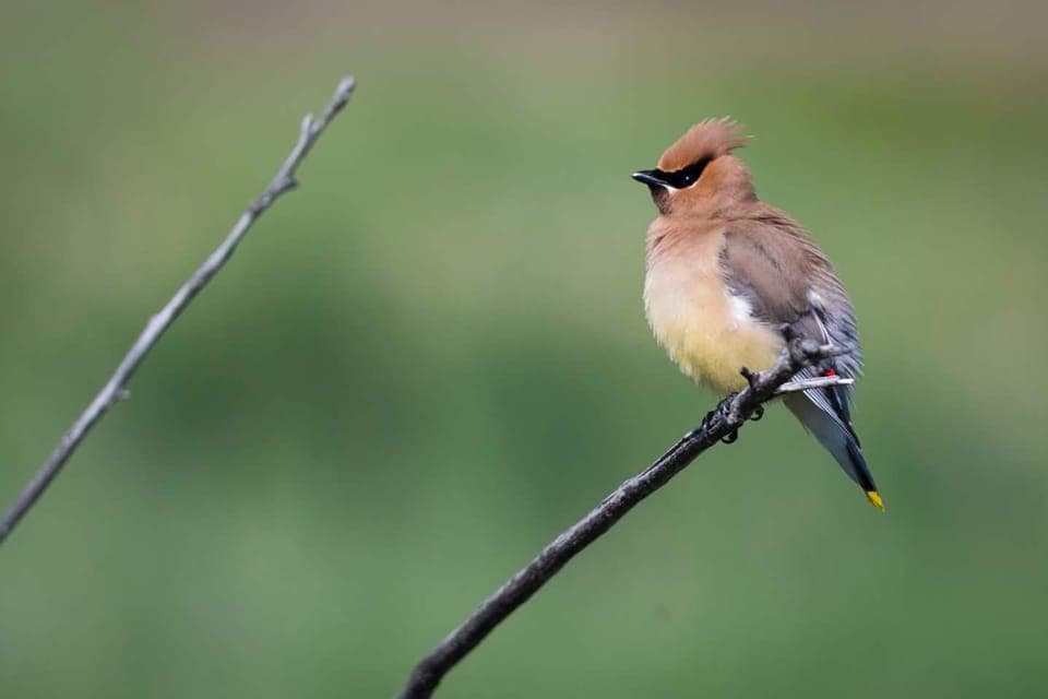 Birding Basics and Beyond Gallery Image 3