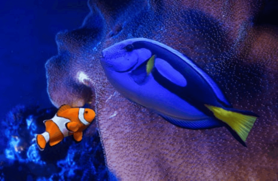 Fast Pass Ticket to Acuarium Inbursa - Image 1