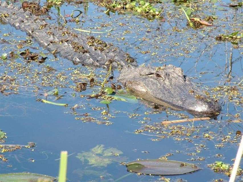 Honey Island Swamp Boat Tour with a Guide Gallery Image 4
