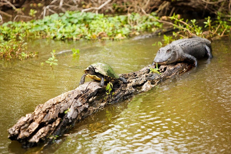 Swamp & Bayou Boat Tour with Transportation Gallery Image 3