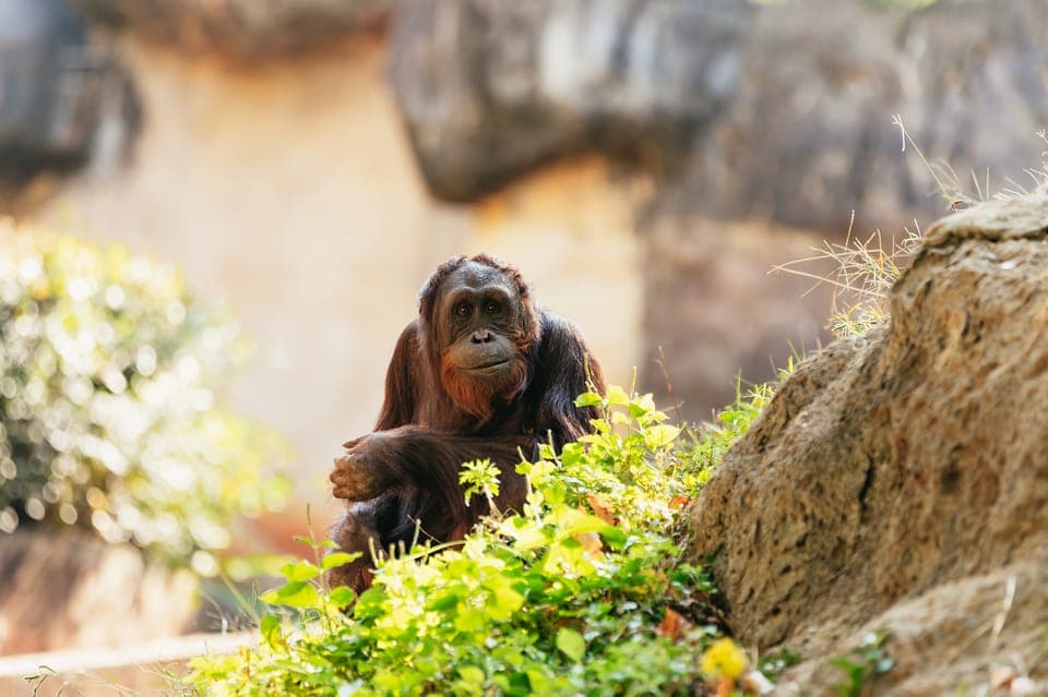 Zoo Atlanta General Admission Ticket Gallery Image 3