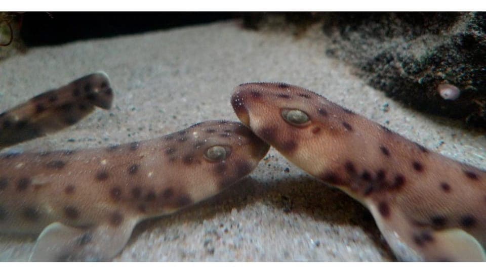 Heal The Bay Aquarium in Santa Monica Gallery Image 3