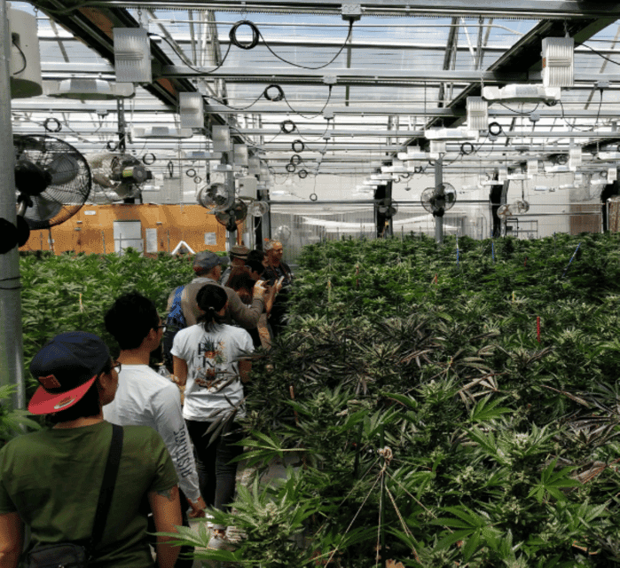 Buds & Brews Cannabis Grow Tour and Brewery Visit Gallery Image 3